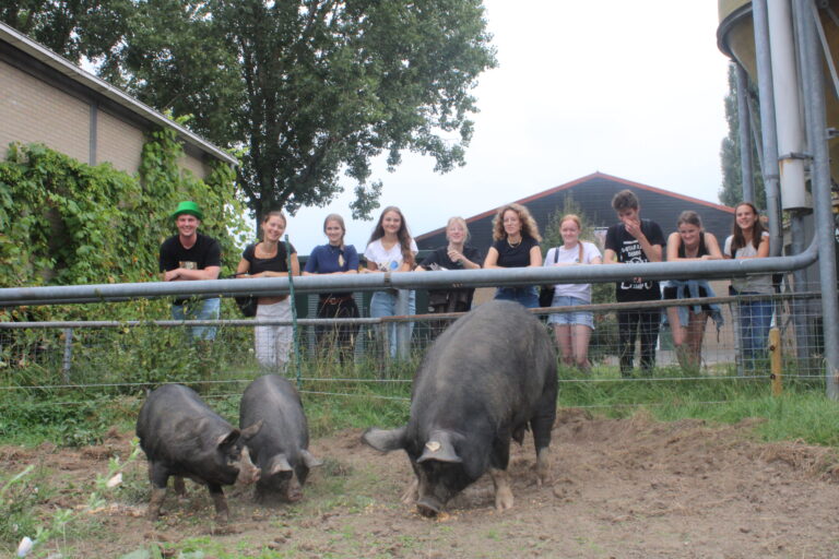 Onze Berkshire varkens in hun buitenhuisvesting